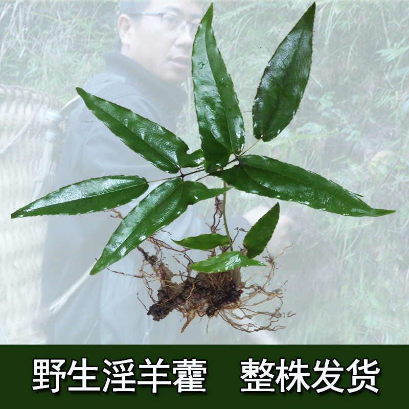 羊初乳的功效与作用_羊肉的营养价值及功效与作用_羊火叶的功效与作用