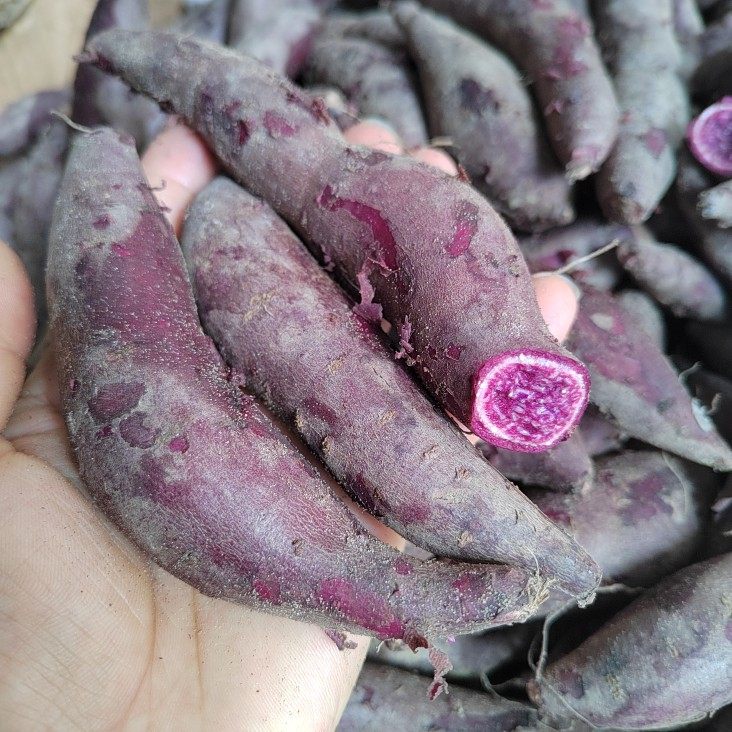 新鲜紫薯现挖5斤10斤装广东茂名地瓜番薯紫心红薯小紫薯