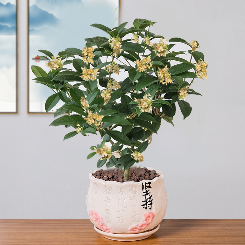 桂花盆栽四季开花卉植物室内花月月桂阳台庭院树苗天香台阁浓香型