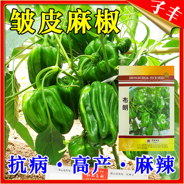 布朗薄皮辣椒种子春季秋季皱皮麻椒种孑麻辣青椒灯笼椒种籽产量高