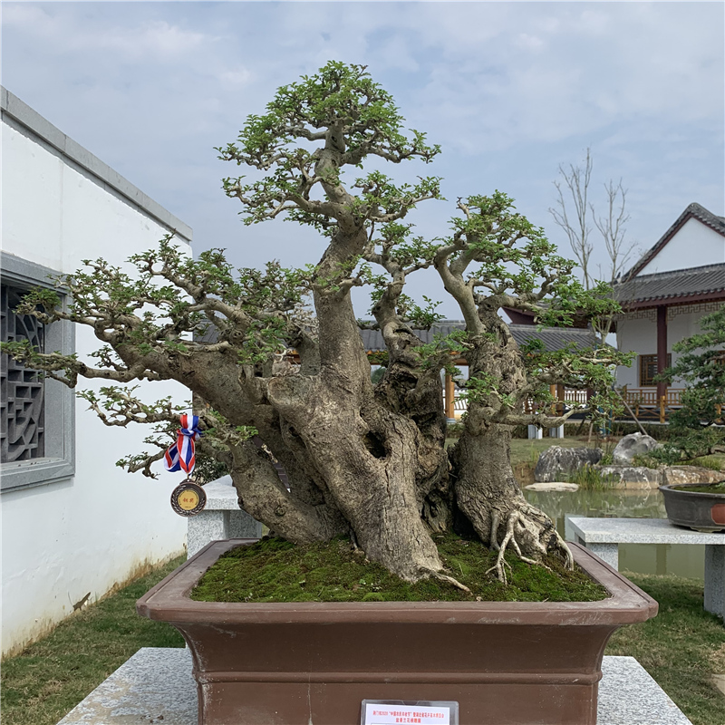 湖北京山对节白蜡老桩盆景树桩对接白蜡提跟造型熟桩趣味绿植包邮