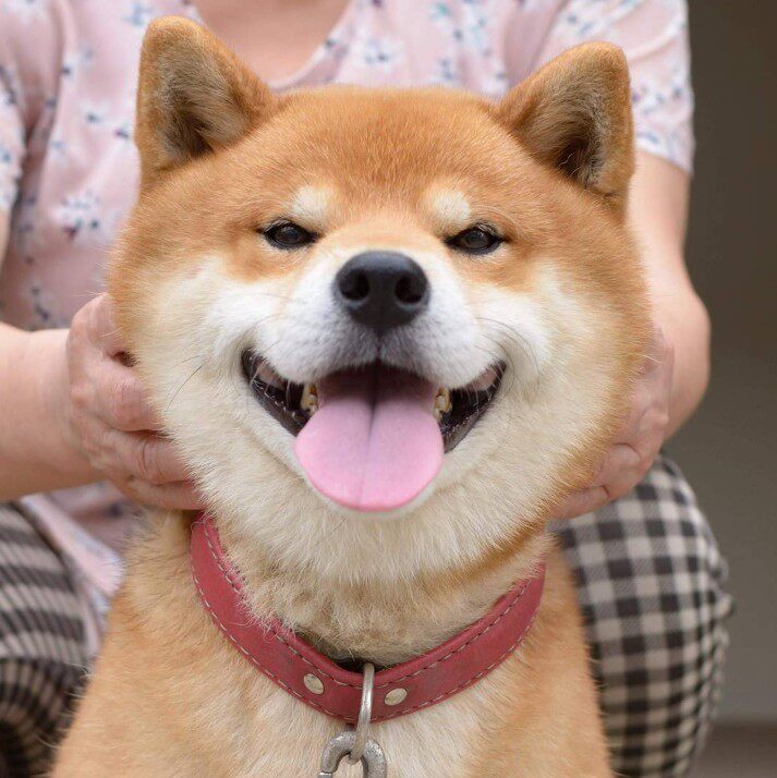 一折秋田犬幼犬 纯种 日本_进口日系柴犬纯种赤色赛级.