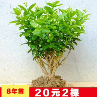 重瓣茉莉花苗老桩横县白茉莉盆栽盆景四季绿植花卉树桩根植物室内