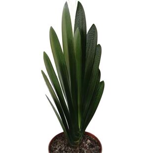 长春精品君子兰花麻脸宽叶短叶圆头技师油匠钢板立板阳台花卉盆栽