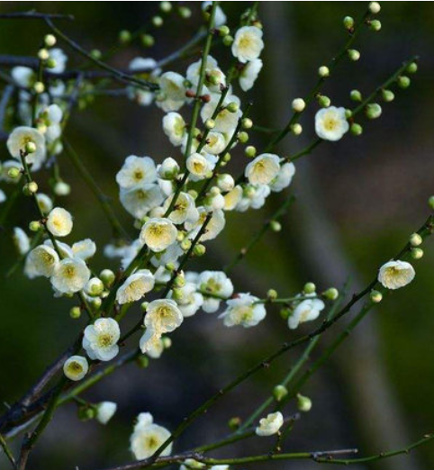 包邮 绿梅干枝新鲜绿梅花枝泡水开花现剪桃花枝水养带花苞顺丰包邮