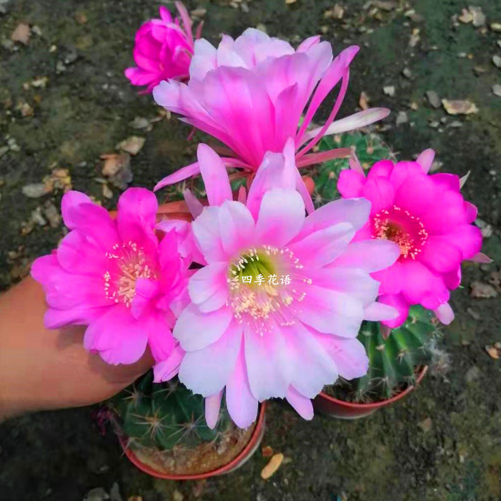 热销草球仙人球_实生剑芒丸仙人球开大花仙人类植物 品种仙人球 草