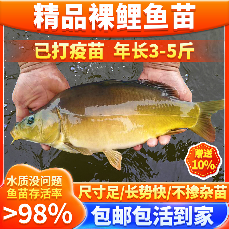 鲤鱼鱼苗无甲无鳞养殖食用淡水鱼好养