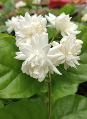 菊花茉莉王花苗圆叶茉莉盆栽当季香花珍品清香带花苞精选整盆发货