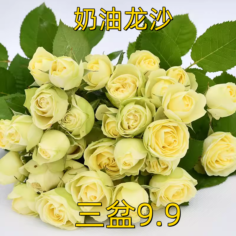 奶油龙沙月季花苗多头欧月开花青黄四