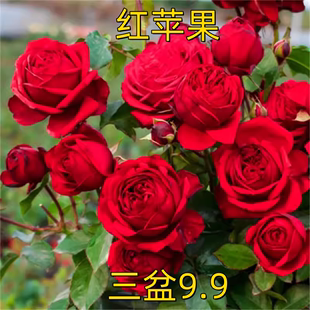 红色大花欧月红苹果四季开灌木月季花苗阳台玫瑰花盆栽花卉绿植物