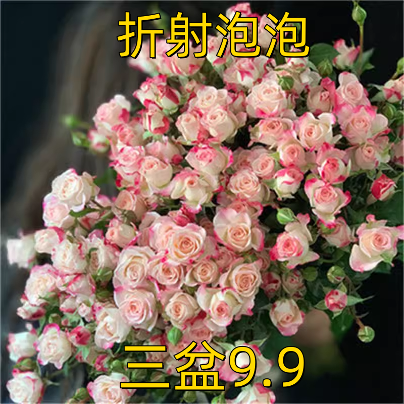 折射泡泡月季花苗多头玫瑰花浓香花卉