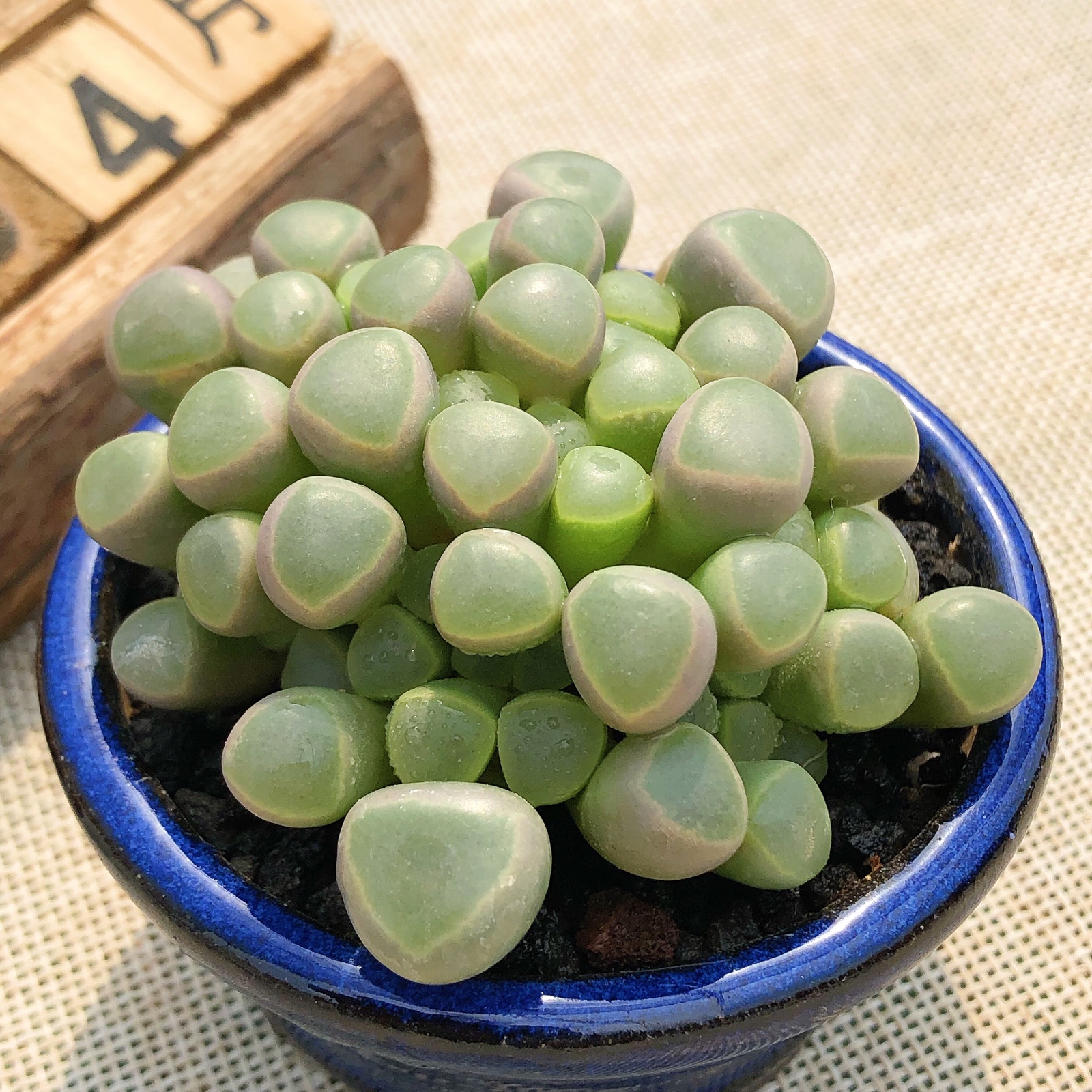 热销多肉植物 新手 四季_五十铃玉群生40-50片叶子多肉植物四季多肉
