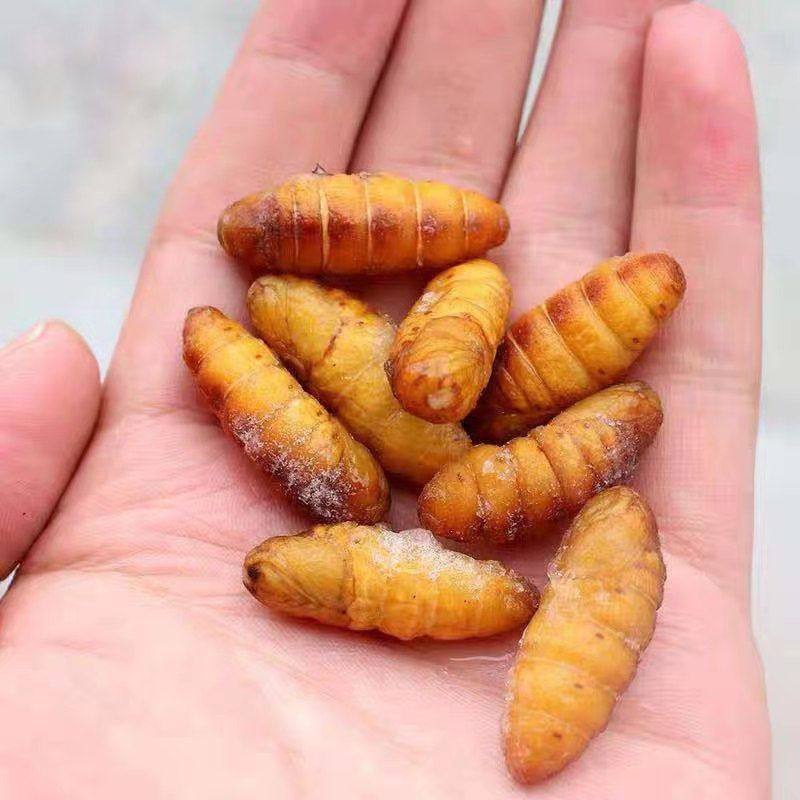 现货蚕蛹鲜活新鲜金丝蛹农家特产桑蚕蛹子生茧蝉蛹冷冻1斤装包邮