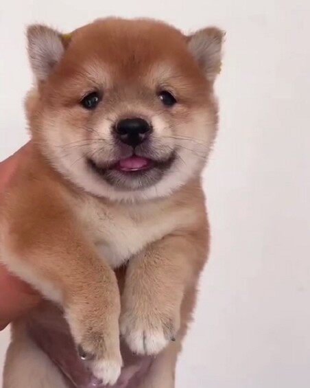 柴犬幼犬活体纯种秋田犬赛级黑色短毛犬幼崽家养宠物狗训练已售0