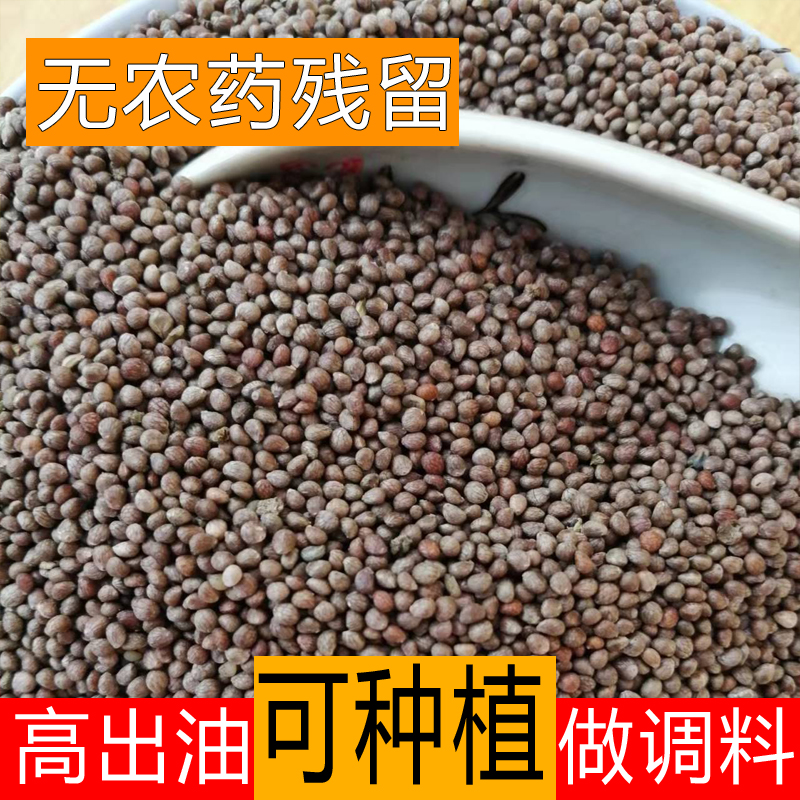 东北新鲜紫苏籽食用紫苏粒可种植烧烤料榨油生苏子粒大颗粒紫苏