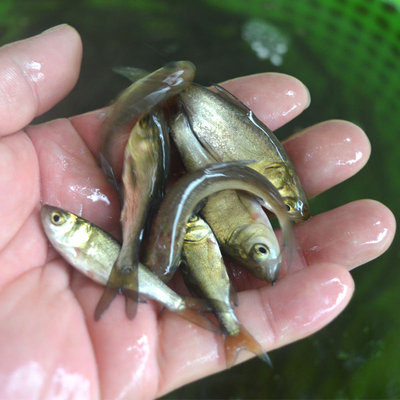 大头鱼苗鳙鱼苗活体淡水养殖清理鱼塘鱼缸观赏鱼麻鲢胖头花鲢鱼苗