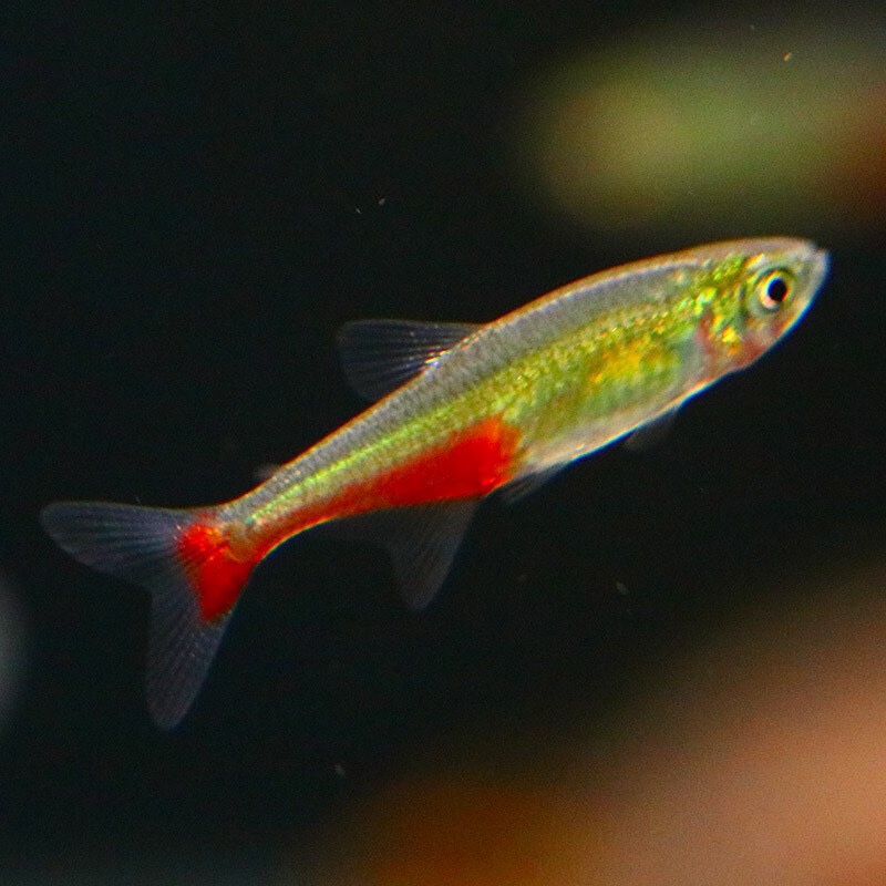 火兔灯鱼_拉氏细脂鲤百科图片_饲养繁殖_雌雄鉴别_sbike