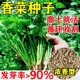 四季耐寒耐热香菜种子春秋阳台大叶香菜农家菜园芫荽盆栽蔬菜籽种