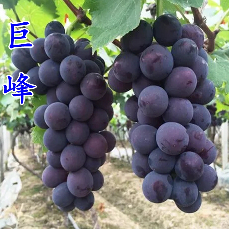 葡萄树苗巨峰 夏黑 玫瑰香 红提 金手指葡萄苗南北方种植盆栽地栽