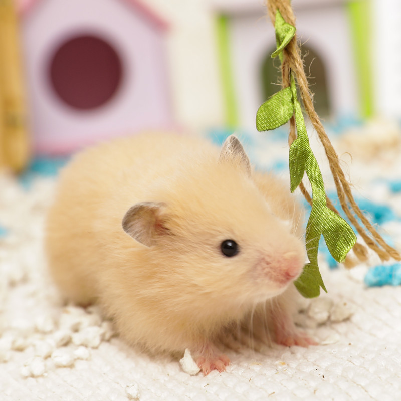 家养室内鼠类纯银金丝熊长毛西施银狐仓鼠小宠物活物活体已打疫苗