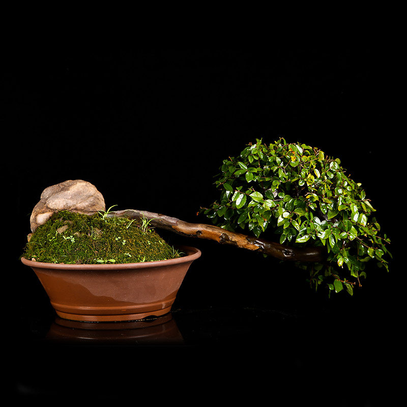 浙派盆景 原生 临水 雀梅盆景