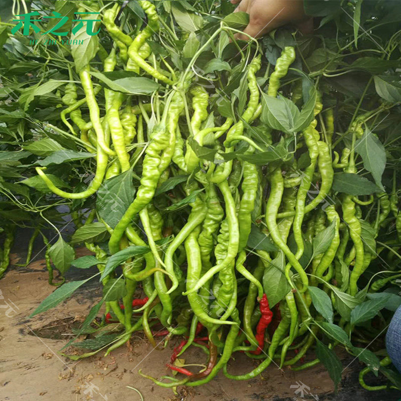 螺丝线椒种子农家基地种苗大型蔬果长辣椒种籽种孑线椒蔬菜四季苗