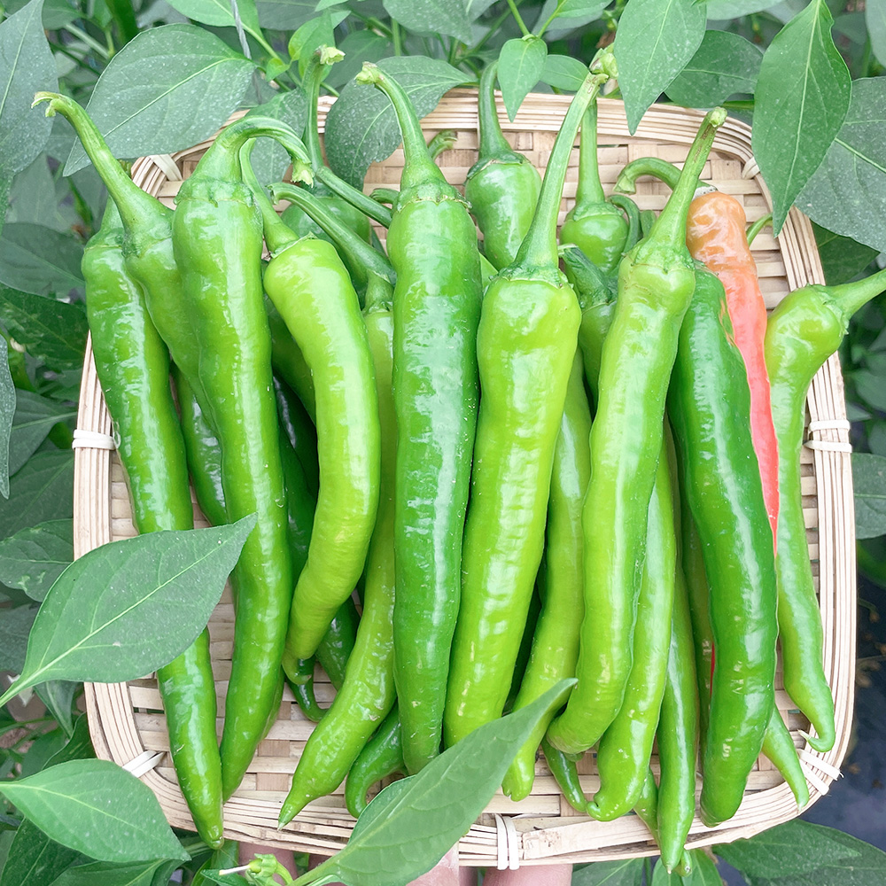 杭椒一号辣椒种子辣味高产蔬菜种籽四季春季夏秋冬播种超辣朝天椒