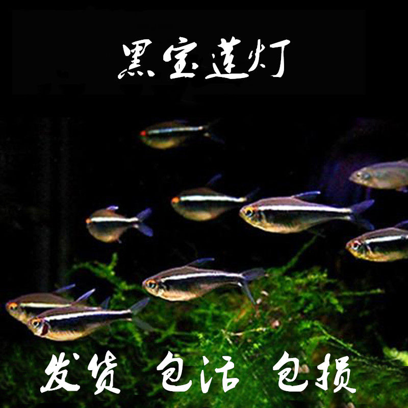 黑莲灯鱼黑灯管小型观赏鱼草缸黑灯活体淡水群游黑莲灯鱼霓虹灯鱼