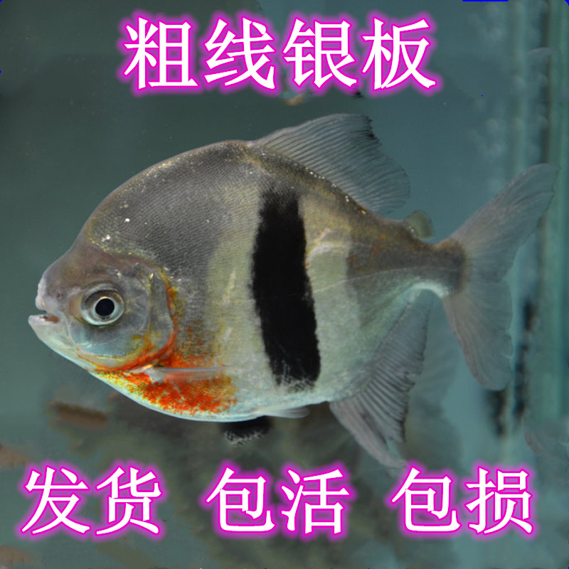 粗线银板鱼活体白子银板黑桃a银板虎纹银板龙鱼配鱼大型观赏鱼
