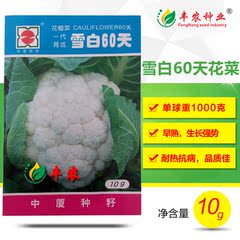 耐热抗病 雪白60天 70天白菜花 白花菜 国产优质花椰菜种子 10克