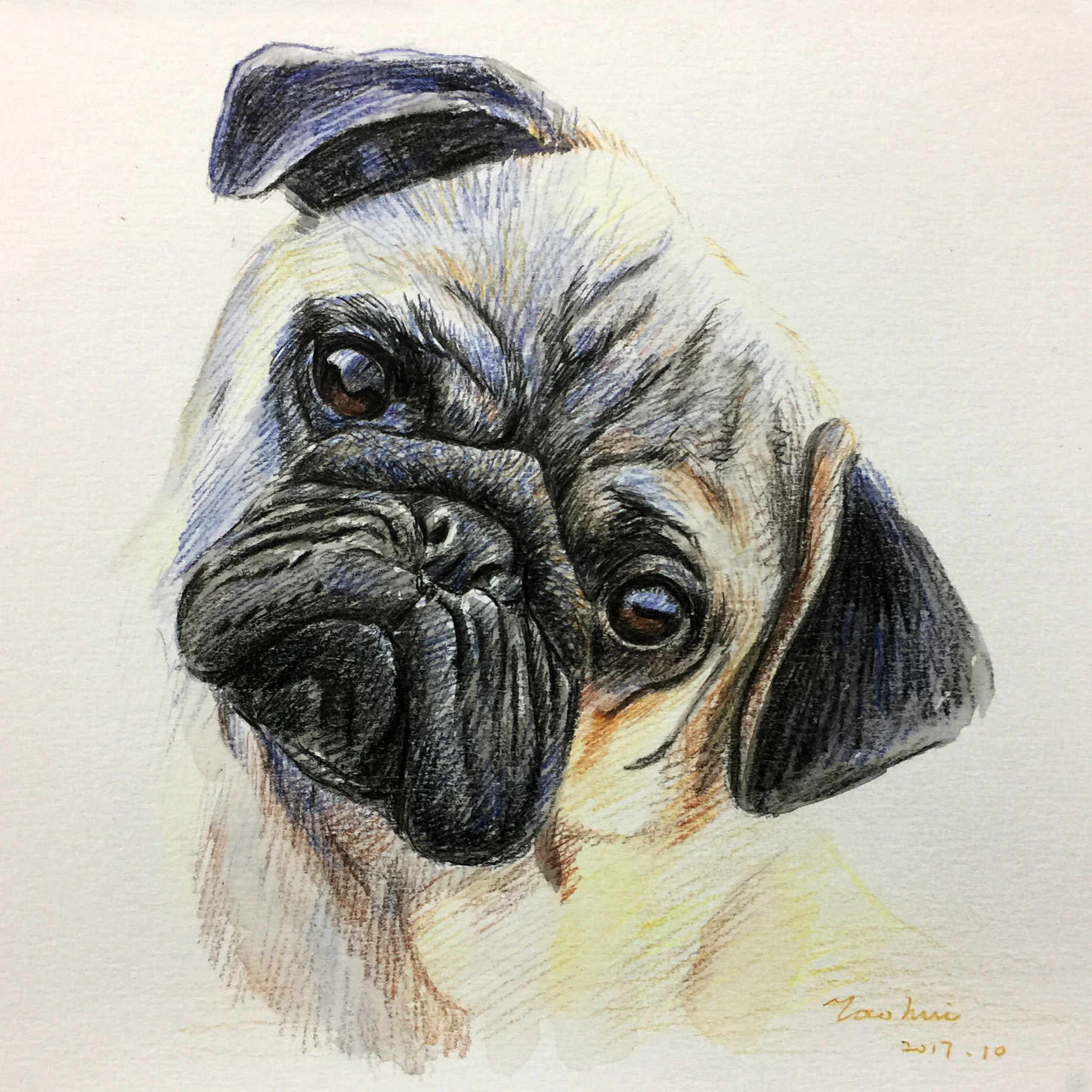 姚慧精微素描《巴哥》有装裱(有作画过程)