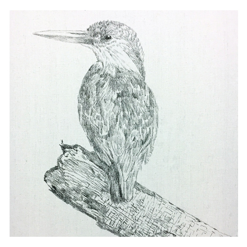 姚慧铅笔素描《翠鸟》配内框(有作画过程图)