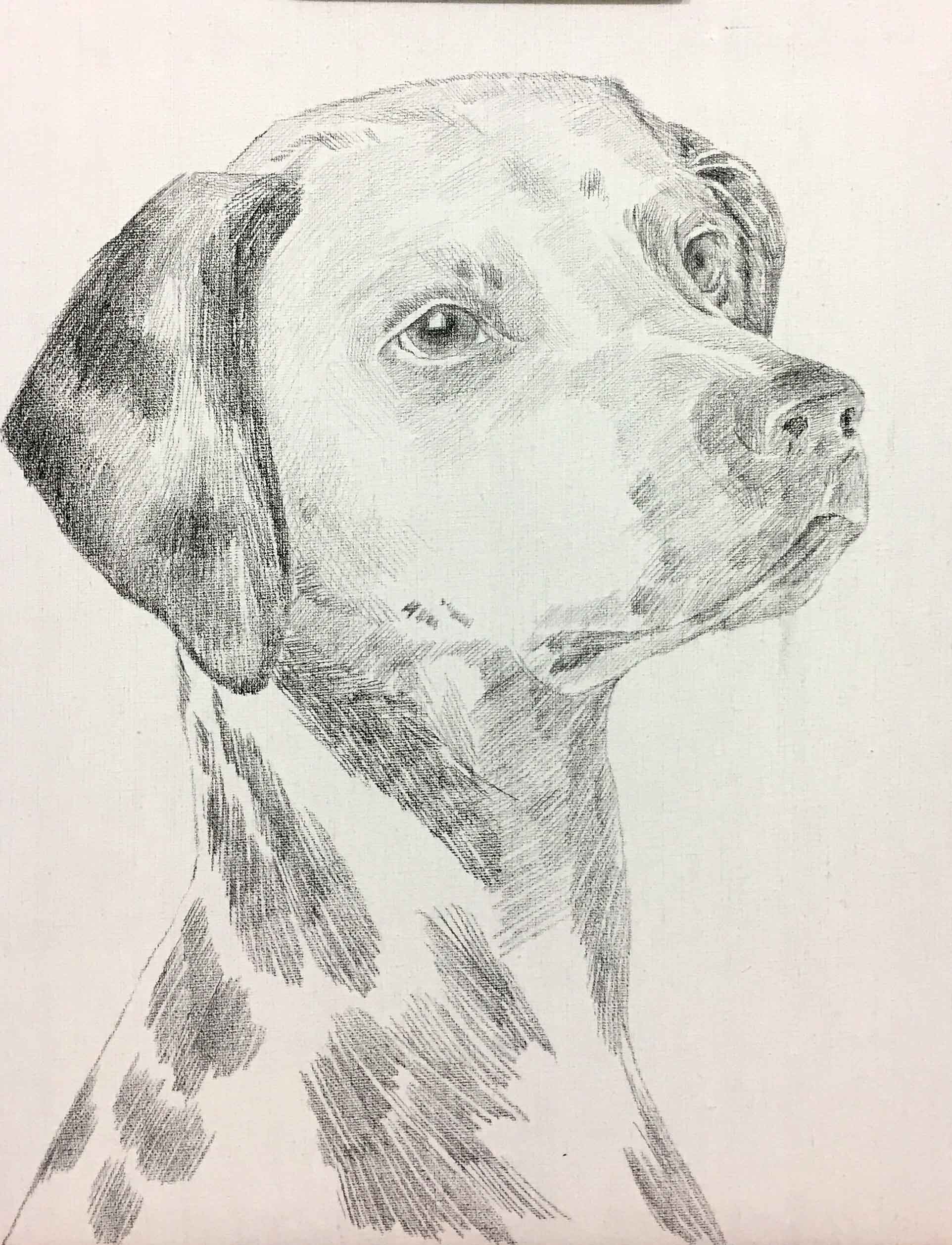 姚慧铅笔素描《斑点狗》有内框(有作画过程)