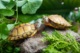 巴西龟小乌龟活物观赏宠物龟苗适合新手养可孵化的家养黄金龟动物