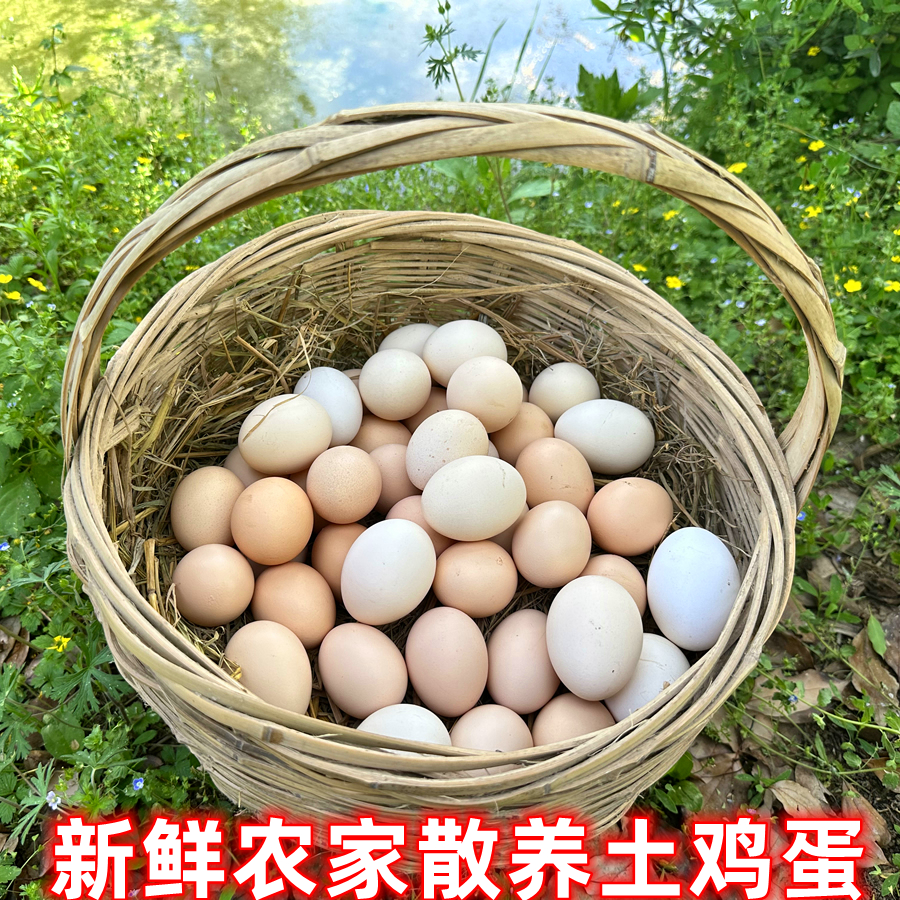 新鲜农家散养土鸡蛋50枚虫草土鸡蛋谷物喂养笨鸡蛋来自长寿之乡