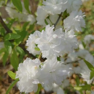 白花重瓣麦李粉花珍珠李东北耐寒多年生灌木花卉盆栽地栽庭院植物