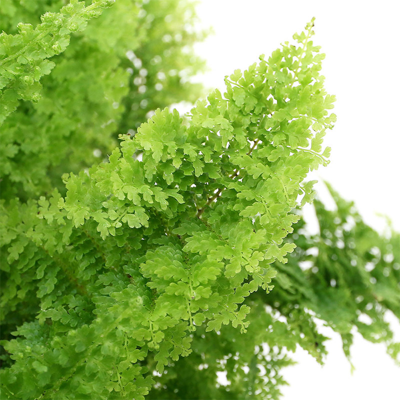 所见| 棉花糖蕨蕾丝玛丽莎密叶蕨网红室内耐阴室内客厅观叶绿植