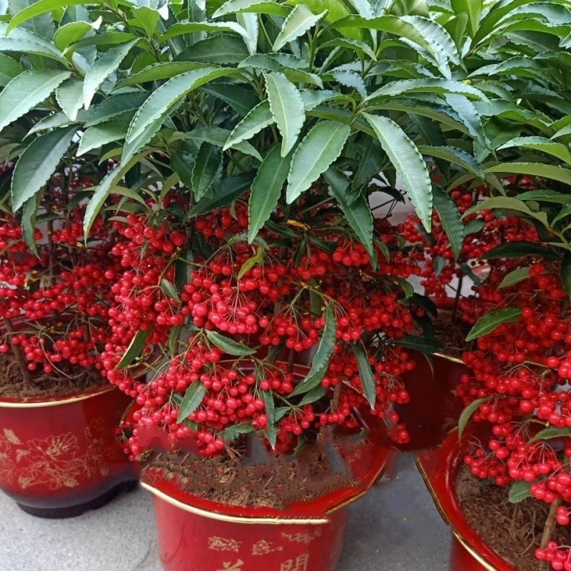 金玉满堂 盆栽室内耐寒植物 树苗好养花卉富贵籽黄金万两带果包邮