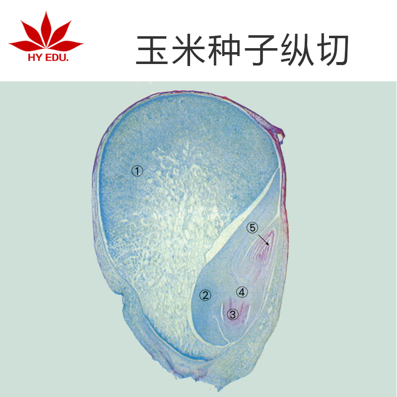 玉米种子纵切生物切片 玻璃载玻片 儿童科学启蒙成像清晰红叶出品