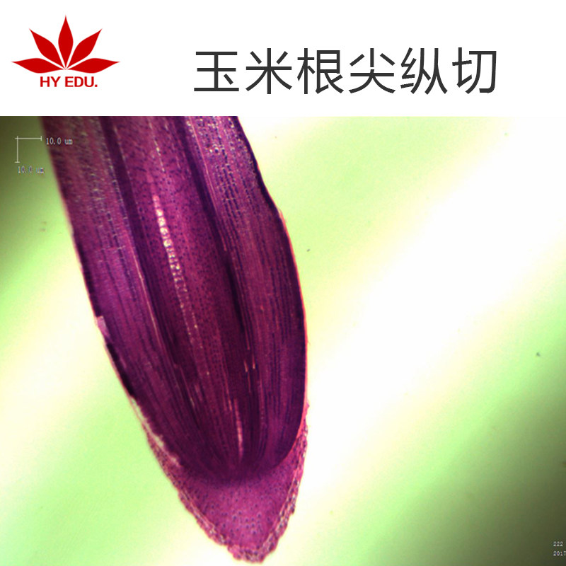 红叶玉米根尖纵切 小学实验植物切片 显微镜生物玻片细胞成像清晰