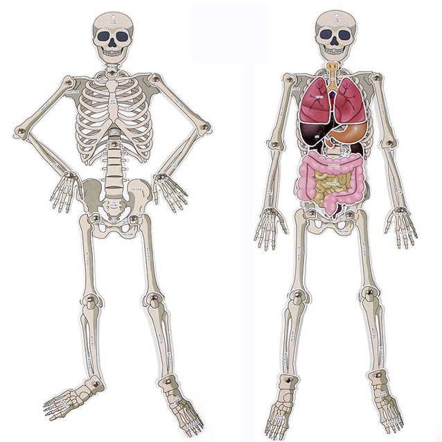 科技小制作diy人体骨骼器官模型小学生幼儿园益智玩具科学实验