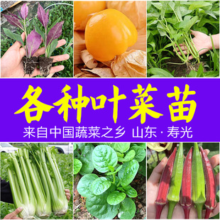 蔬菜大全16种四季蔬菜种子大全生菜芹菜香菜香葱青菜阳台盆栽