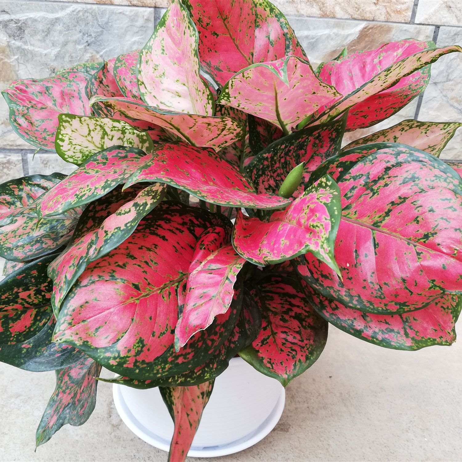 特价万年青植物_红如意皇后红叶万年青皇后创意盆栽花卉植物进口稀有