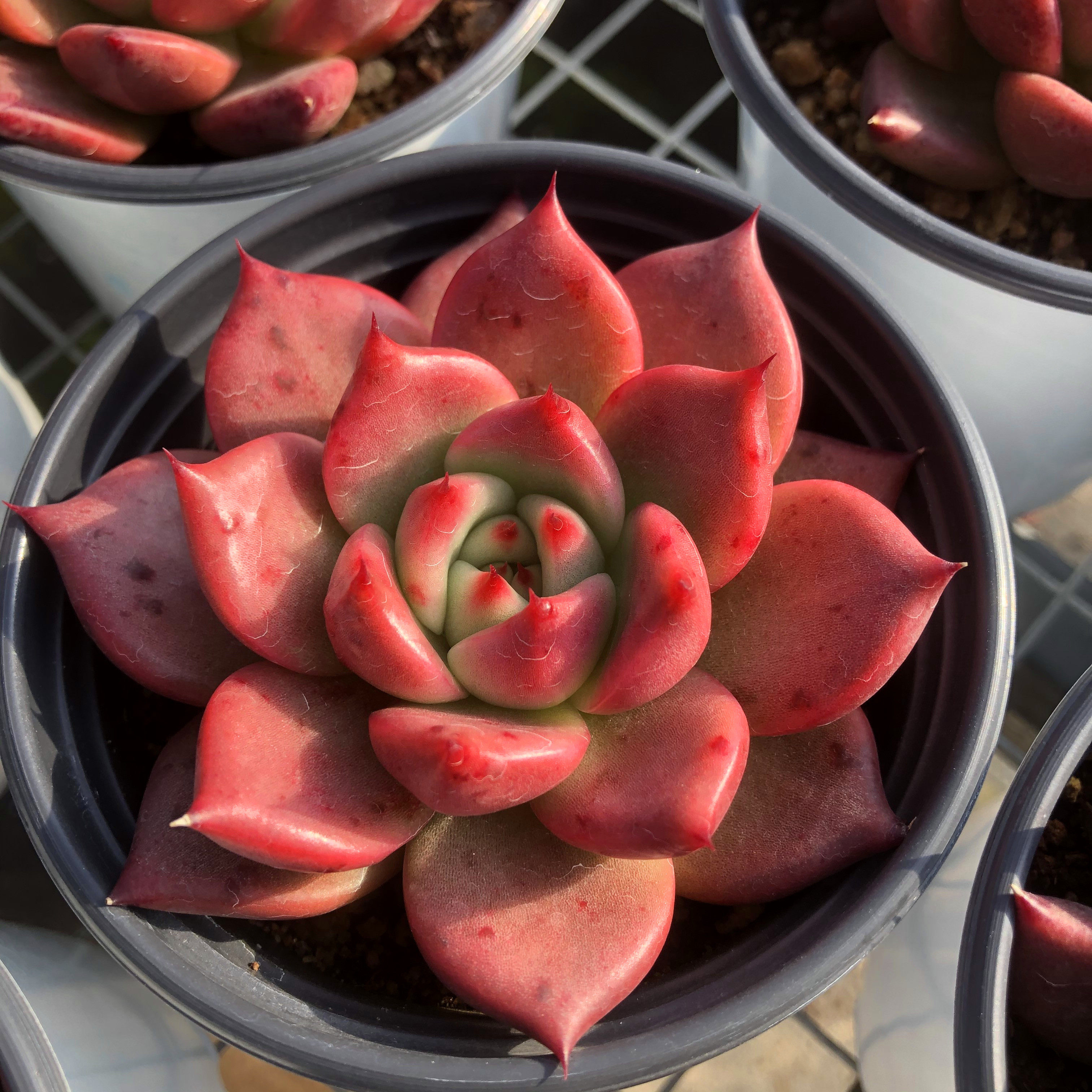 红颜蜜语一物一拍多肉植物单头双头纯红色肉肉带血斑实拍梅家多肉