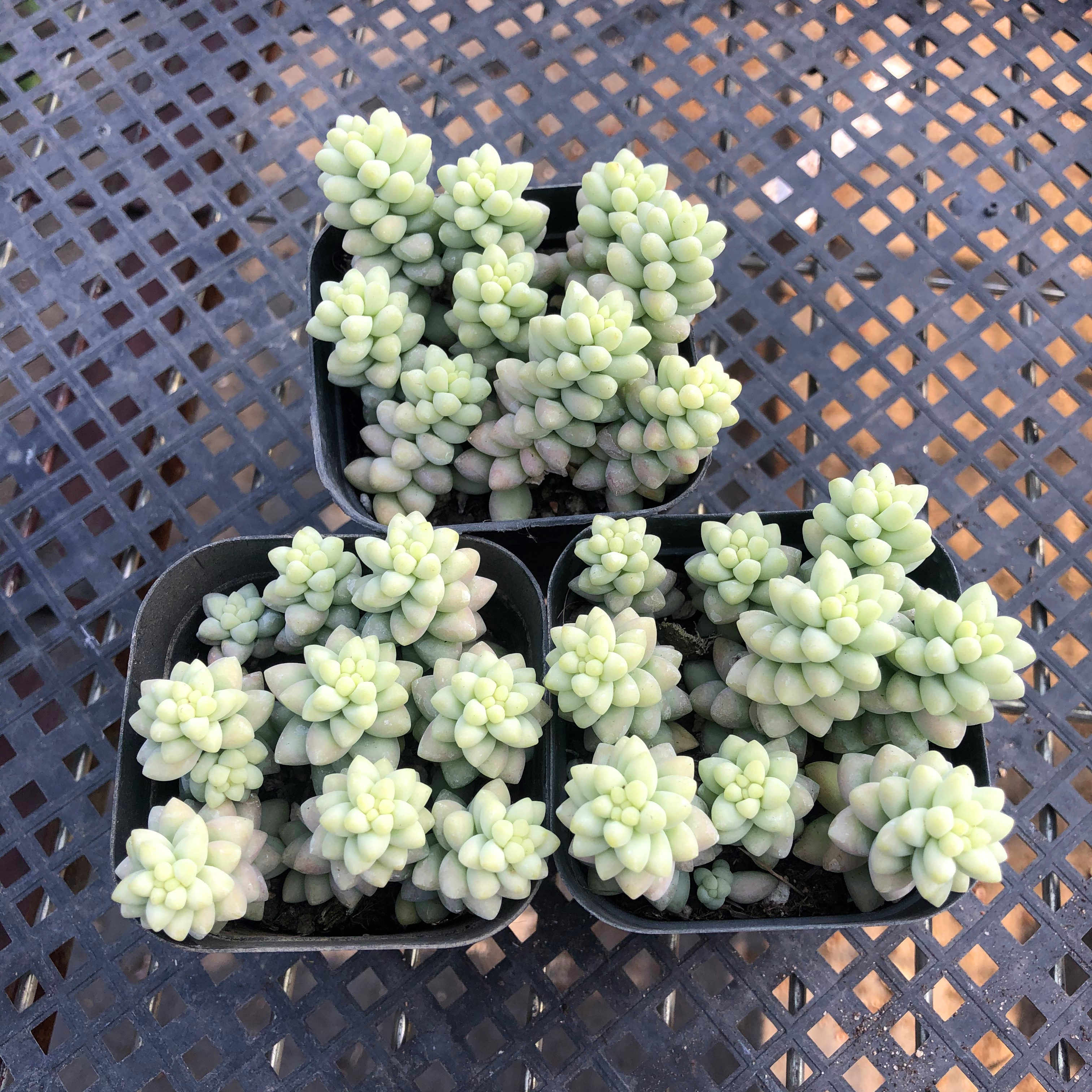 新玉坠垂吊款蔓延盆外新玉缀长条带盆发下垂弯曲多肉植物花卉