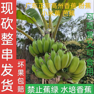 广东高州粉蕉现摘带杆整串发货新鲜香蕉芭蕉水培香蕉禁止蕉绿插花