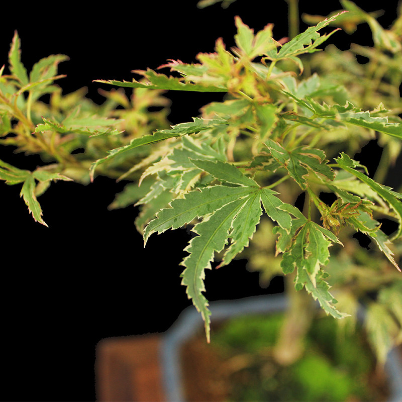 盆景大师袁梦蛟作品 红飞翠舞 杭派盆景 枫树蝴蝶枫盆景