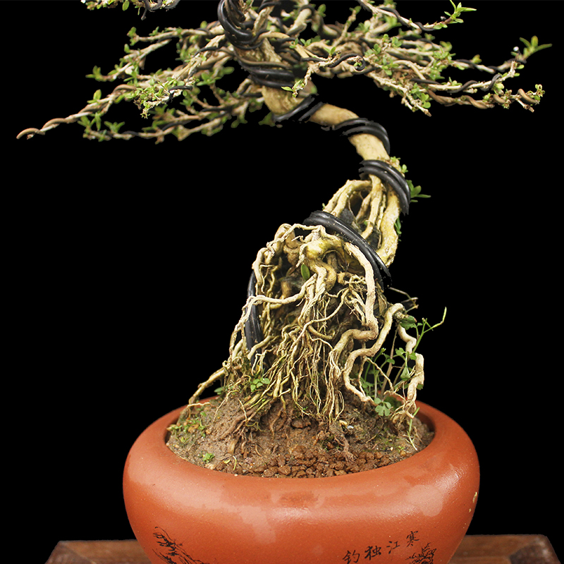 盆景大师袁梦蛟作品 阳春白雪 杭派盆景 提根精品六月雪盆景