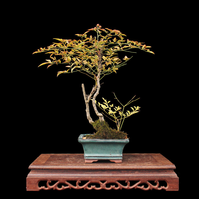 盆景大师袁梦蛟作品 红红火火 杭派盆景 南天竹盆景