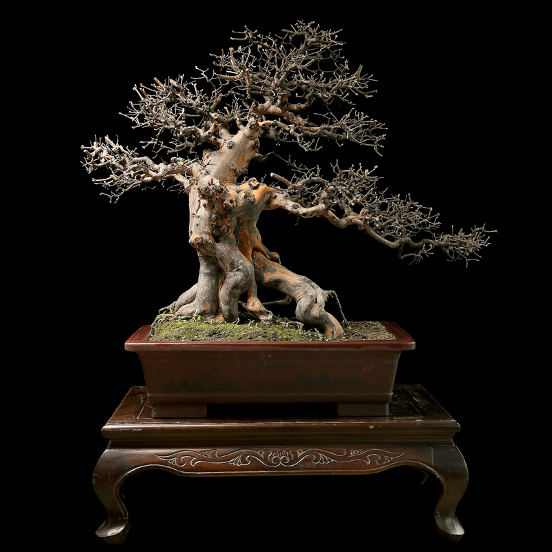 袁梦蛟大师 树桩盆景作品 雀梅盆景 达歌行